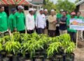 Bibit mangga varietas kiojay PIM