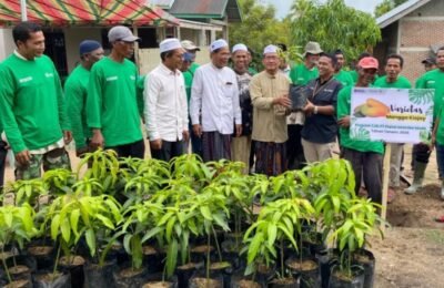 600 Bibit Mangga Kiojay Dibagikan, PT PIM Luncurkan Program ‘Kampung Mangga’ di Aceh Utara