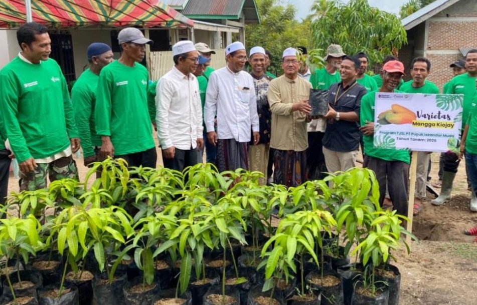 Bibit mangga varietas kiojay PIM