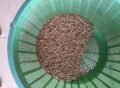 Harga Gabah Kopi Arabika di Gayo Lues Tembus Rp 69 Ribu Per Bambu