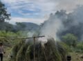 Polres Gayo Lues Musnahkan Batang Ganja Sebanyak Ini di Pegunungan Pining