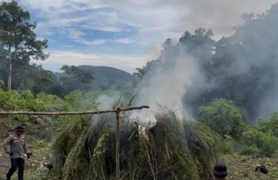 Polres Gayo Lues Musnahkan Batang Ganja Sebanyak Ini di Pegunungan Pining
