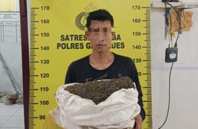 Satresnarkoba Polres Gayo Lues Tangkap Seorang Pemuda dari Kecamatan Pining, Satu Orang Melarikan Diri