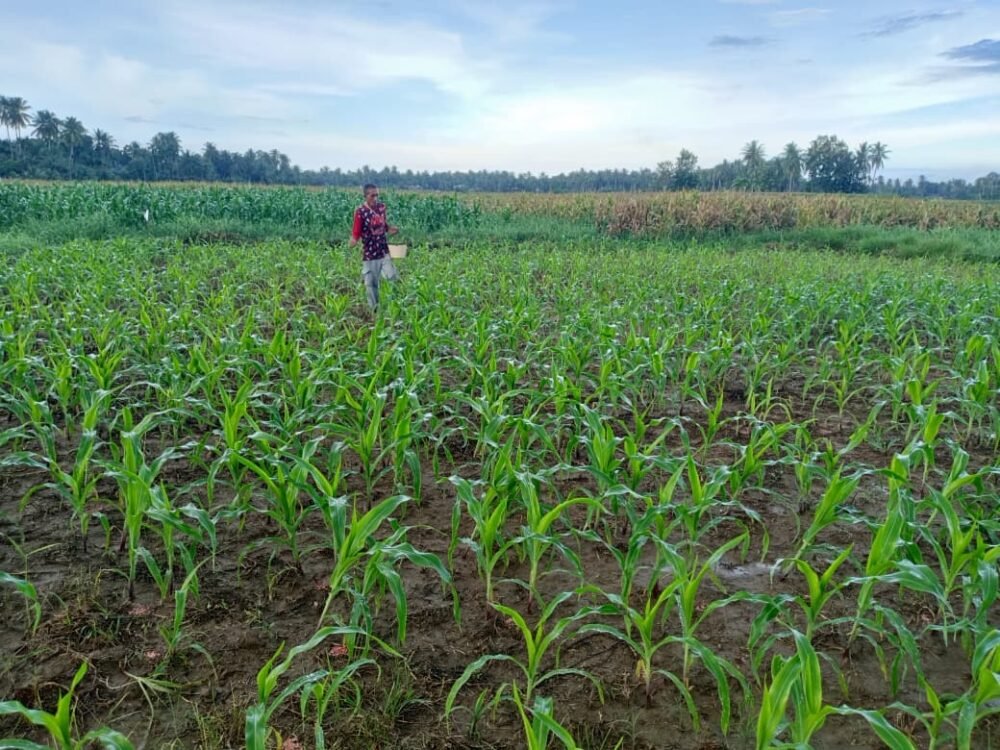 Seorang petani paruh baya sedang menabur pupuk secara manual di lahan persawahan yang kini ditanami komoditas jagung hijau di bawah langit berawan.