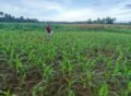 Kala Penyintas Banjir Bireuen Memilih Jalan Sendiri: Jagung Mengganti Padi