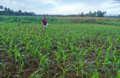 Kala Penyintas Banjir Bireuen Memilih Jalan Sendiri: Jagung Mengganti Padi